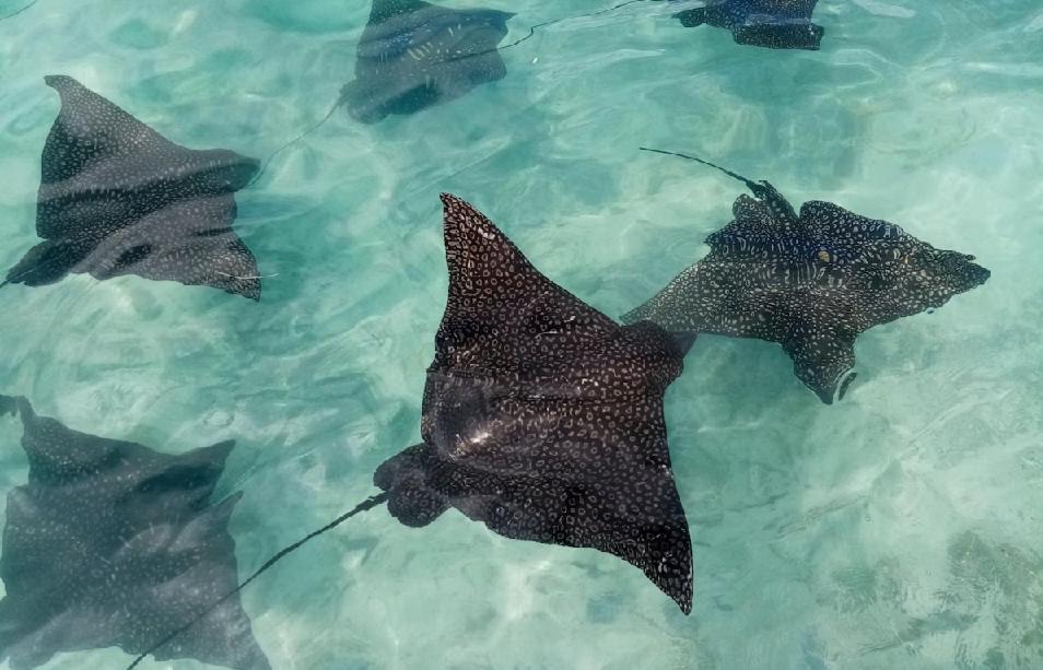 Moorea Island Beach Hotel Экстерьер фото